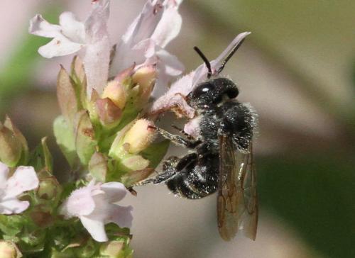 Stelis sp.